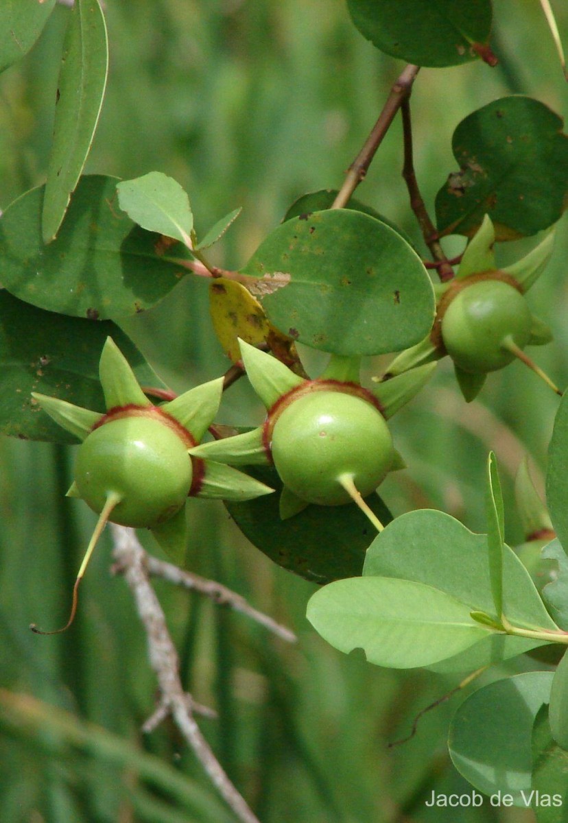 Sonneratia caseolaris (L.) Engl.
